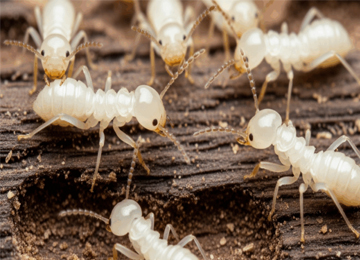 Termite Control